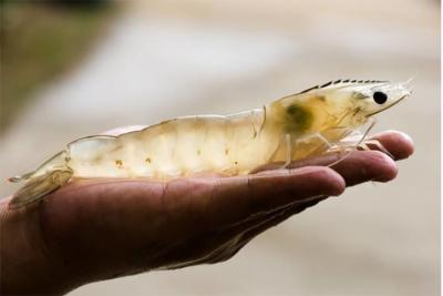 次氯酸水產養殖圖片