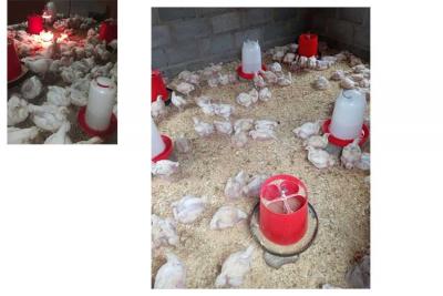 喀麥隆客戶的養雞場圖片