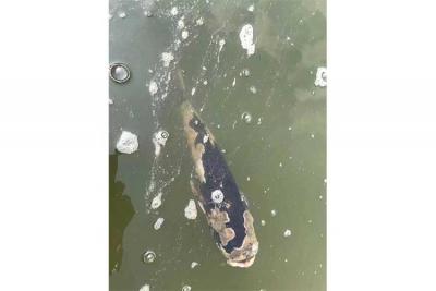 盛懷次氯酸水可有效治療出現水霉的魚