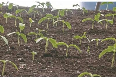 次氯酸發如何促進種子萌發的您知道嗎？