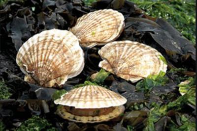 微酸性次氯酸水在貝類中的應(yīng)用