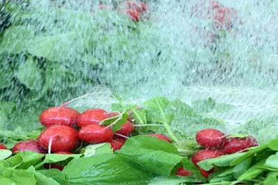 果蔬保鮮采用次氯酸效果更好