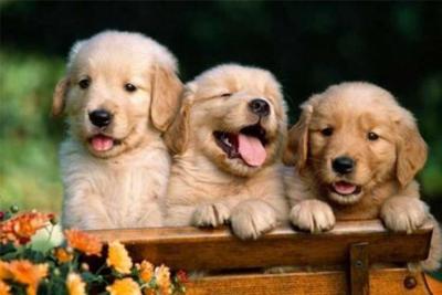 次氯酸消毒液給寵物消毒？