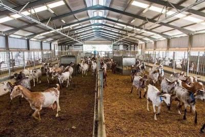 次氯酸在養(yǎng)殖業(yè)的應用?