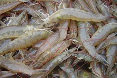 水產用次氯酸發生器