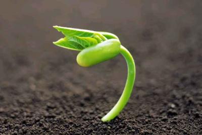 電解水浸種處理