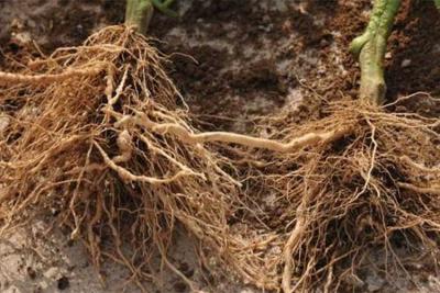 電解水促進植物生長、提高產量