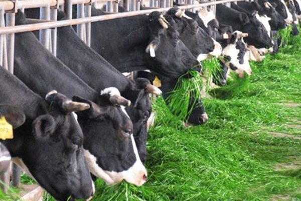 關(guān)于次氯酸發(fā)生器在畜牧行業(yè)的應(yīng)用 關(guān)于次氯酸發(fā)生器在畜牧行業(yè)的應(yīng)用