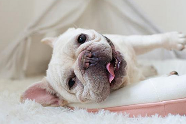 汪星人還是嬰兒？不要糾結了，次氯酸讓你可以兼得