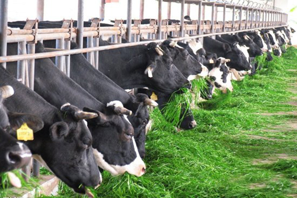 微酸性次氯酸水