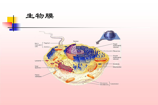 牙科專用次氯酸發生器