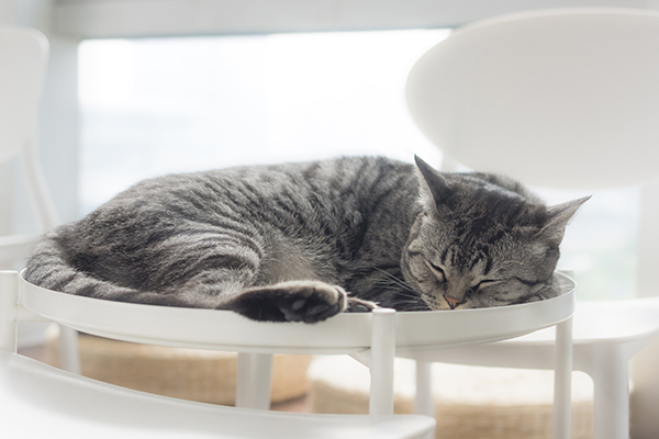 寵物次氯酸水消毒