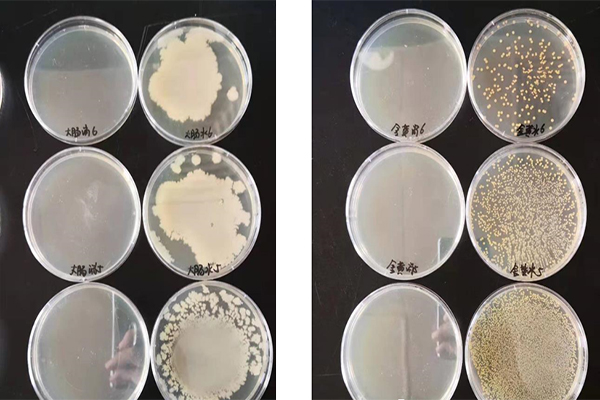 非洲豬瘟如何消毒防控 非洲豬瘟如何消毒防控