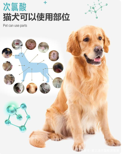 次氯酸對寵物的消毒 次氯酸對寵物的消毒