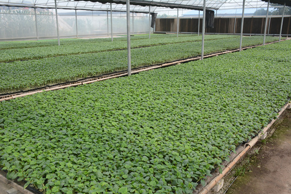 次氯酸種苗消毒 次氯酸種苗消毒