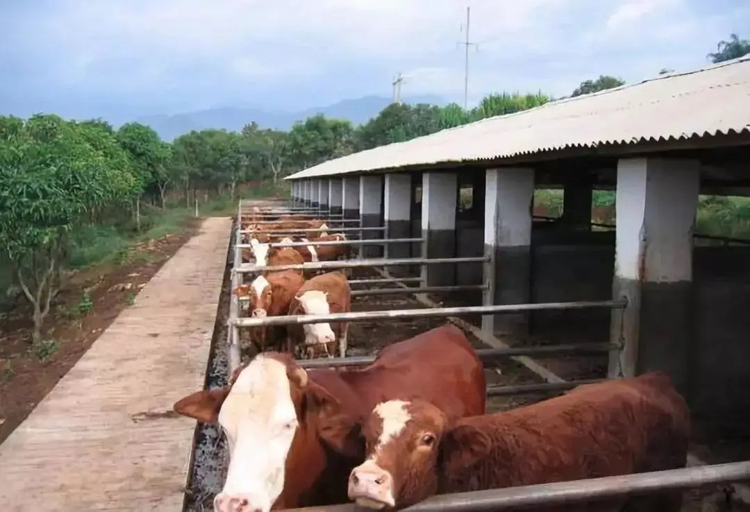 次氯酸在牛舍養(yǎng)殖消毒 次氯酸在牛舍養(yǎng)殖消毒