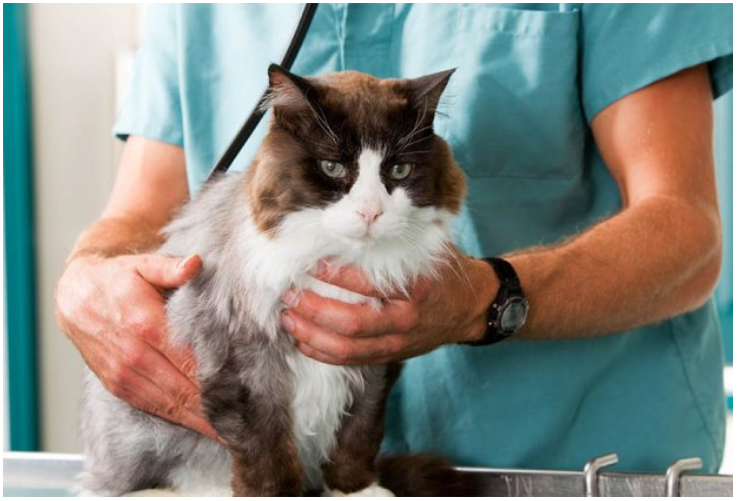 次氯酸寵物消毒 次氯酸寵物消毒