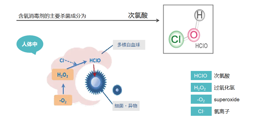次氯酸殺菌原理