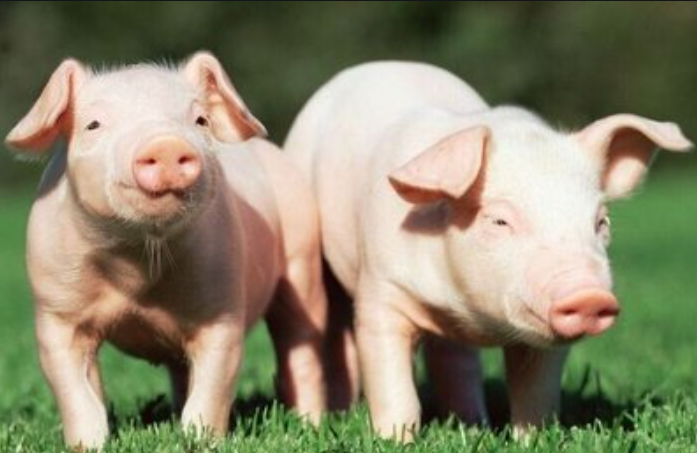 盛懷次氯酸水大大助力于豬場養(yǎng)殖行業(yè) 盛懷次氯酸水大大助力于豬場養(yǎng)殖行業(yè)