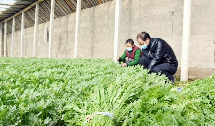 酸性電解水可有效應(yīng)用于蔬菜和水果大棚 酸性電解水可有效應(yīng)用于蔬菜和水果大棚