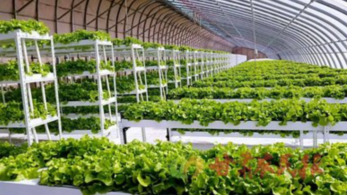 酸性電解水可有效應(yīng)用于蔬菜和水果大棚 酸性電解水可有效應(yīng)用于蔬菜和水果大棚