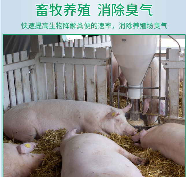 次氯酸水在畜牧養殖領域發揮著除臭消毒功效