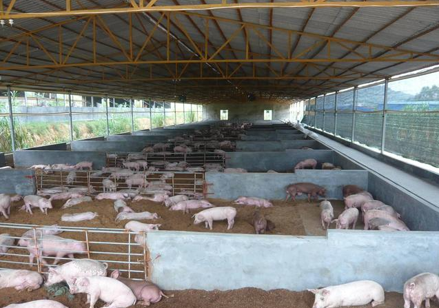 次氯酸水在豬場養(yǎng)殖行業(yè)的應(yīng)用