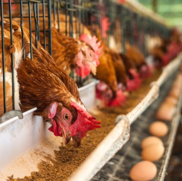 微酸性電解水是肉雞養(yǎng)殖過程中飲用水的良好選擇 微酸性電解水是肉雞養(yǎng)殖過程中飲用水的良好選擇