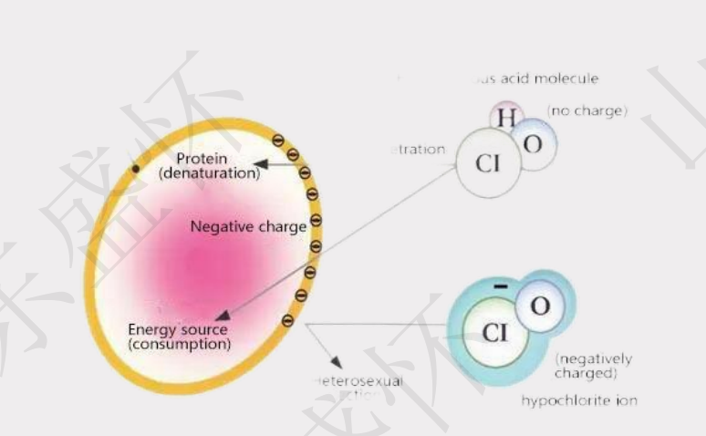 次氯酸水除臭原理圖 次氯酸水除臭原理圖