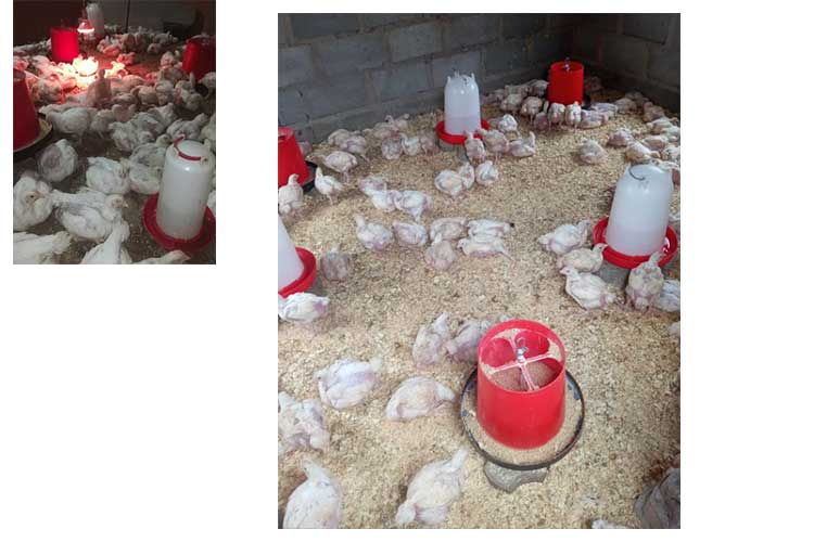 喀麥隆客戶養雞場圖片.jpg 喀麥隆客戶養雞場圖片.jpg