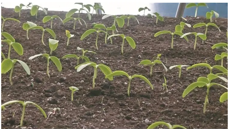 次氯酸發(fā)生器用于農(nóng)業(yè)種植 次氯酸發(fā)生器用于農(nóng)業(yè)種植